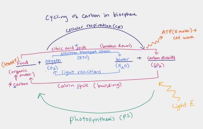 Carbon Cycling - Cellular Respiration and Photosynthesis
