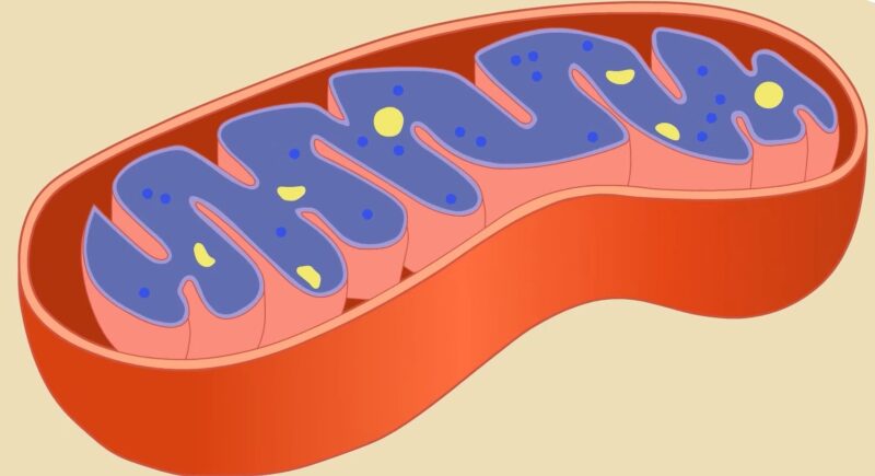 Cellular Respiration