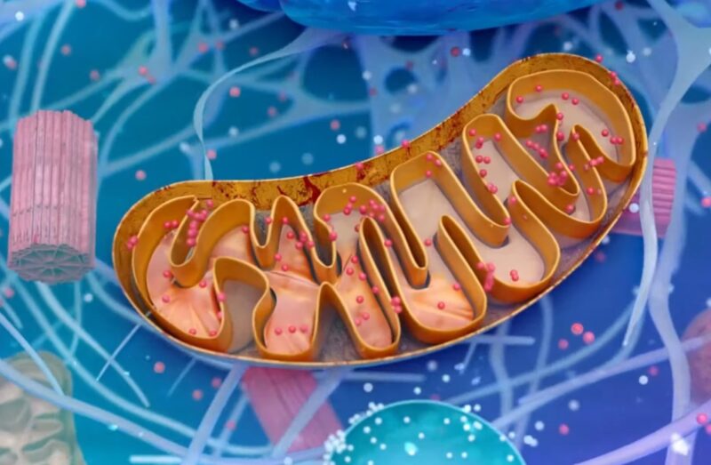 Function of the Mitochondria