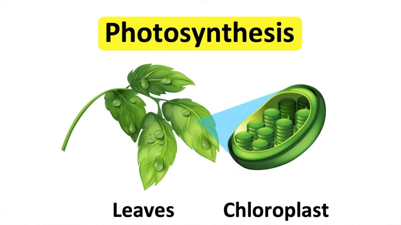 What is the Relationship Between Photosynthesis and Cellular ...
