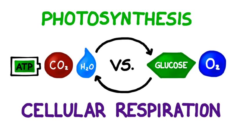 Photosynthesis vs. Cellular Respiration Comparison