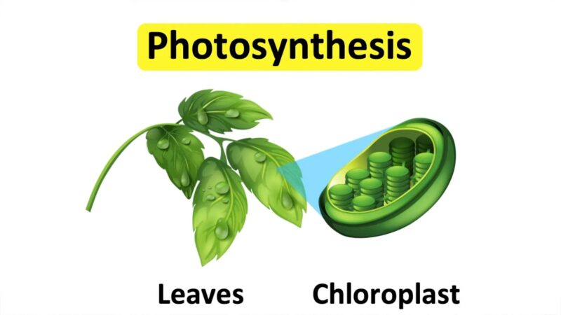 Photosynthesis