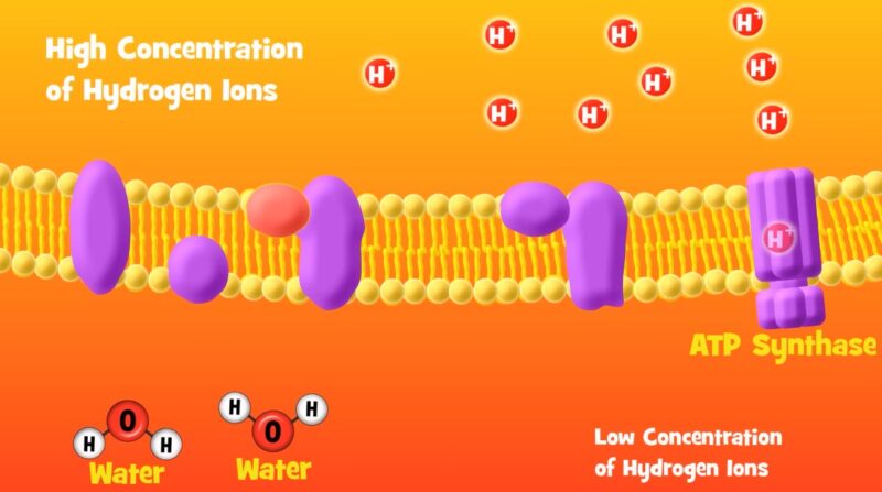 Reactants of Cellular Respiration Electron Chain