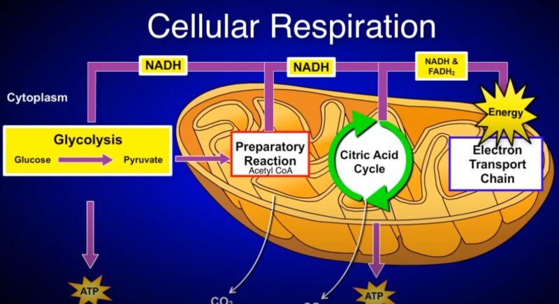 Reactants of Cellular Respiration acid